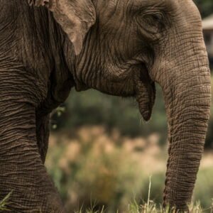 Elephant sanctuary experience