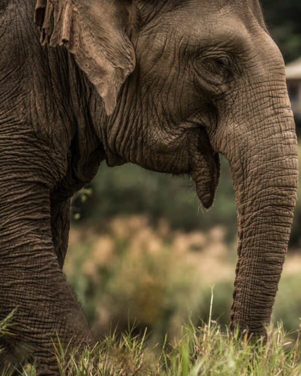 Elephant sanctuary experience